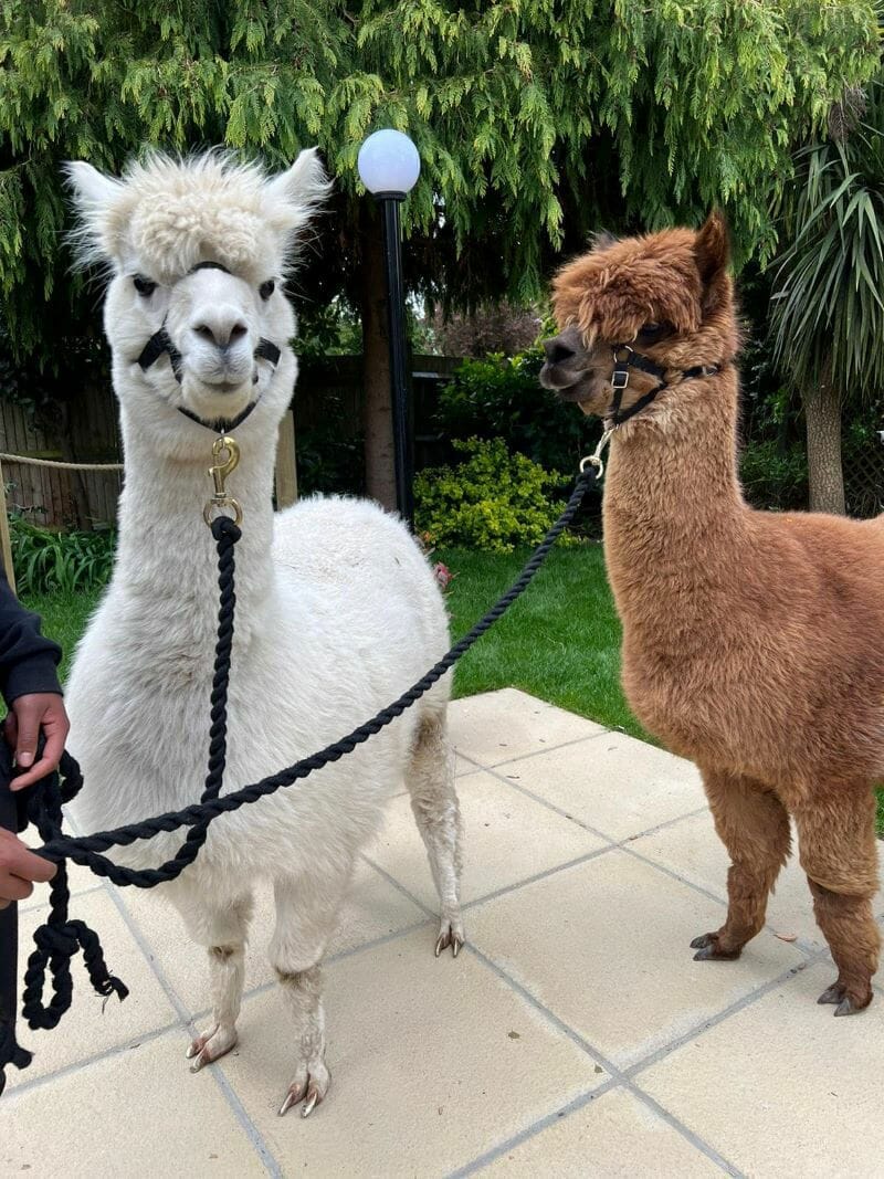 Care Home activities